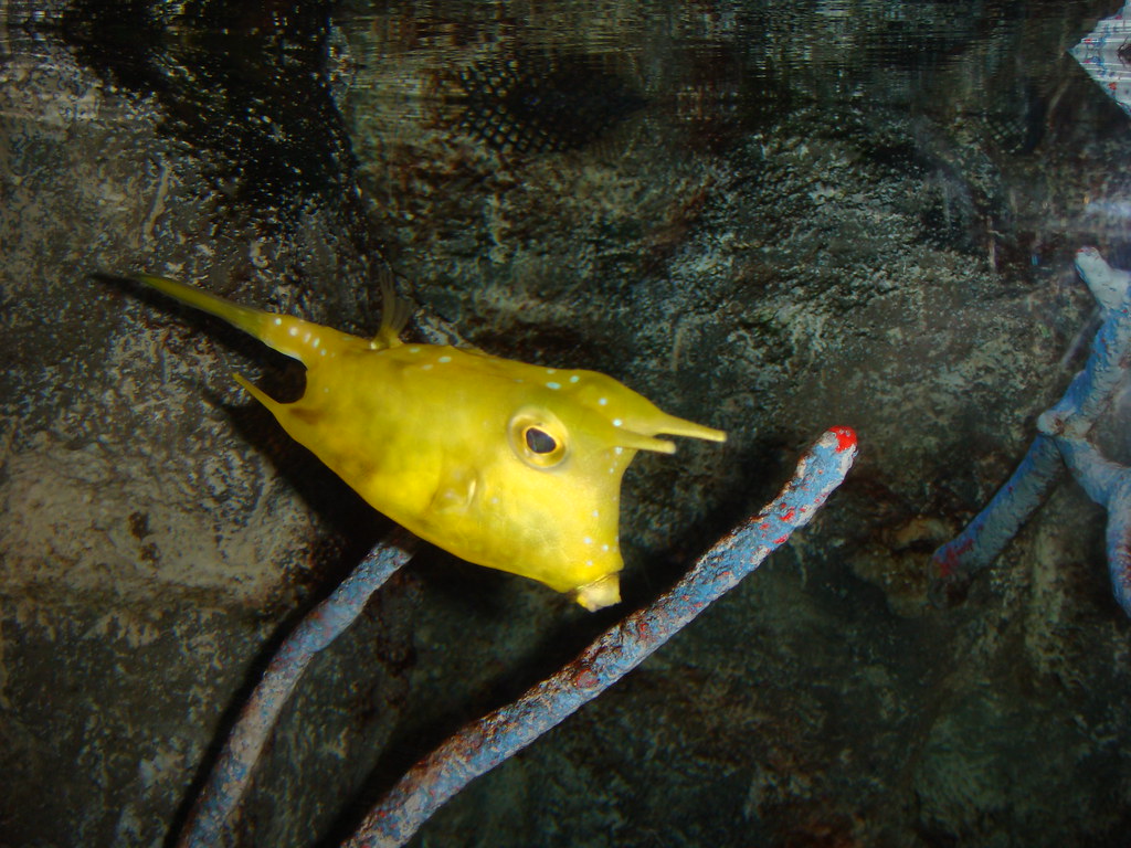 Horn Fish Horn Fish Looks aren't everything for this biza… Flickr