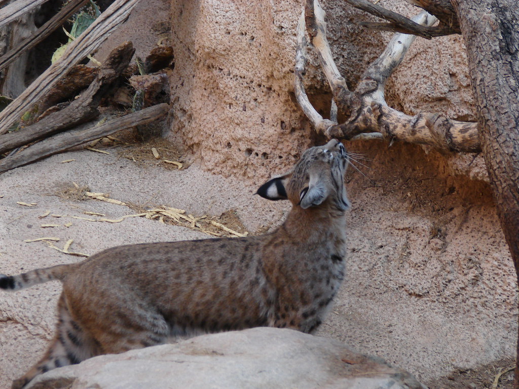 DSC05642 animals, Tucson, Desert Museum cats, Arizona, USA… Philippe Bierny Flickr