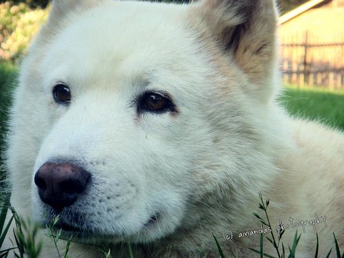 My Chow / Samoyed / Malamute mix Flickr Photo Sharing!