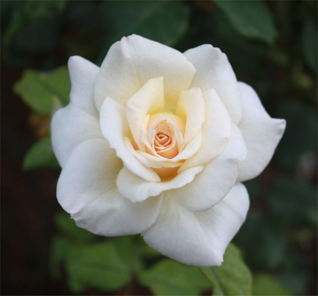 White Rose In the Rose Garden at The Huntington Library an… Flickr