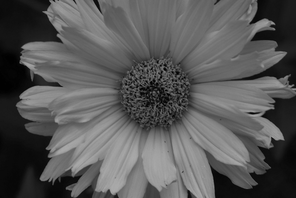 black and white flowers Joe Foley Flickr