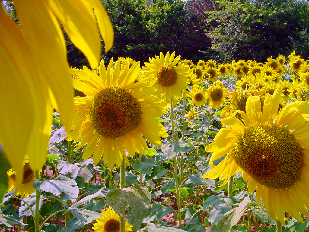 Sunflowers Sunflowers in France Bert Kaufmann Flickr