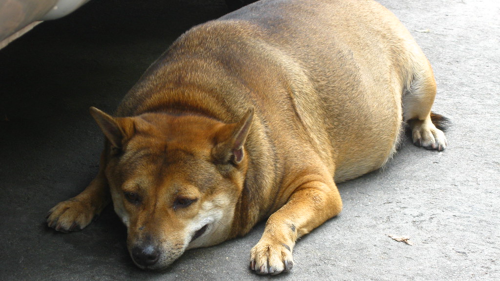 the fattest dog ever! (bangkok, 2008) annch3rry Flickr