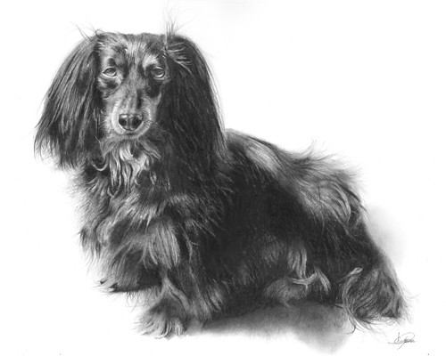 Hallie(LongHaired Dachshund) Pencil Drawing Size 11