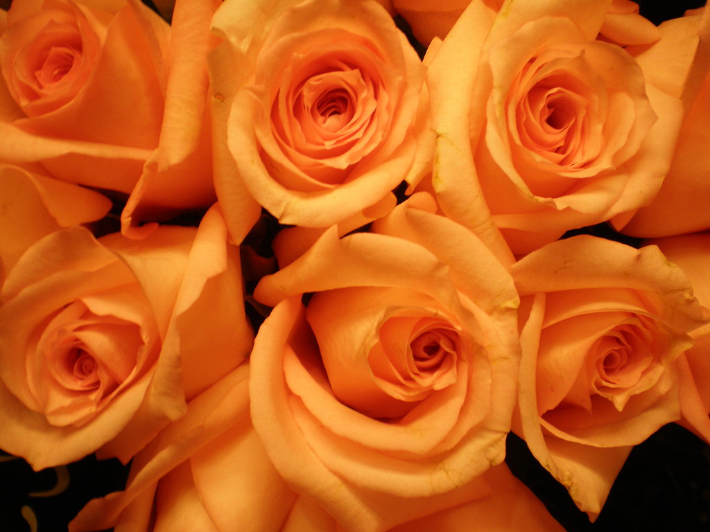 Orange Roses (2) Orange Roses Kaz Andrew Flickr