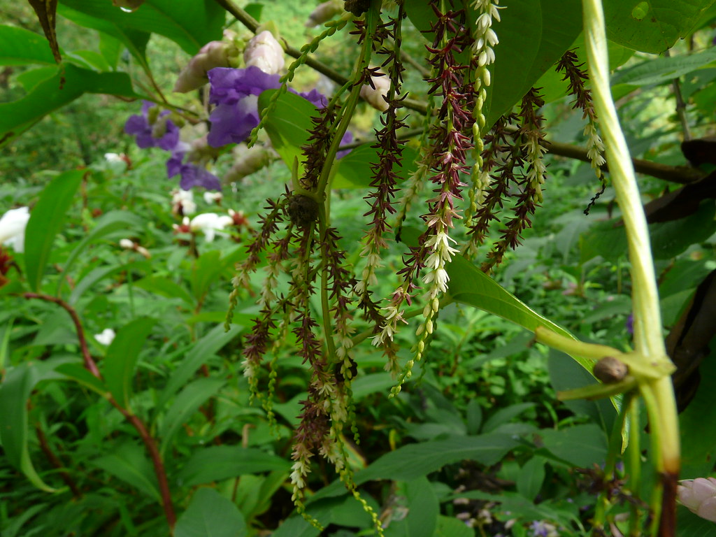 Varahi (Marathi वाराही) Dioscoreaceae (yam family) » Dios… Flickr