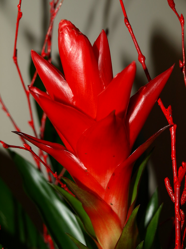 spiky red plant any ideas what it's called? Steven Bentley Flickr