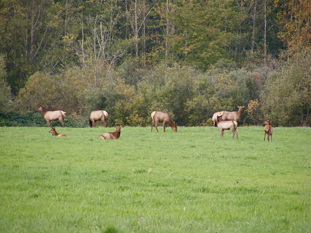 Elk Herd Snoqualmie / North Bend WA If you can zoom in bet… Flickr