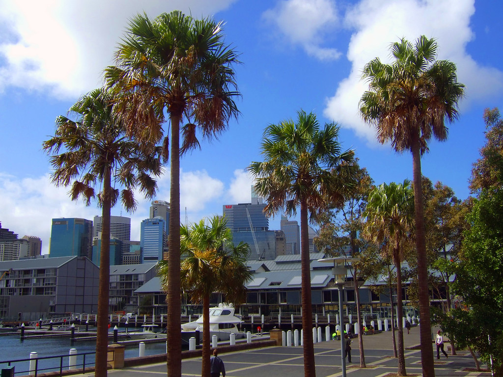 Sydney Palm Trees Ross2085 Flickr