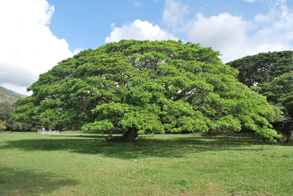 Samán Big Tree Arbol Grande El Samán de siempre. Valle … Flickr