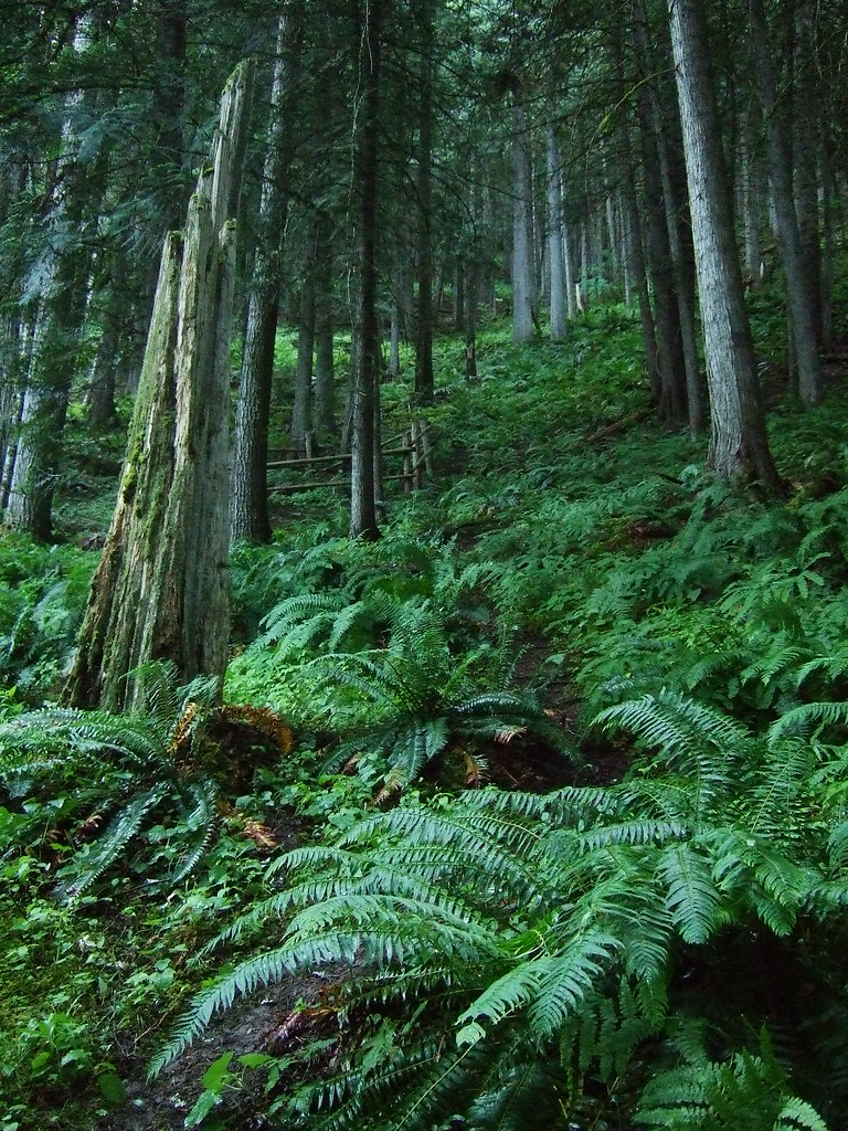 Ancient cedar forest Camping near Lowell, Idaho (June 20, … Shaun