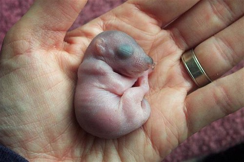 Baby Fox tree squirrel, Mary Cummins Ten day old baby Fox … Flickr