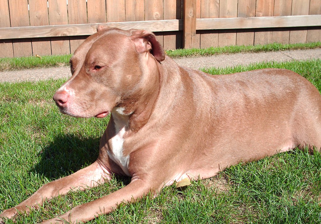 Vega. My chocolate red nose pit bull My dog Bruce L. Flickr