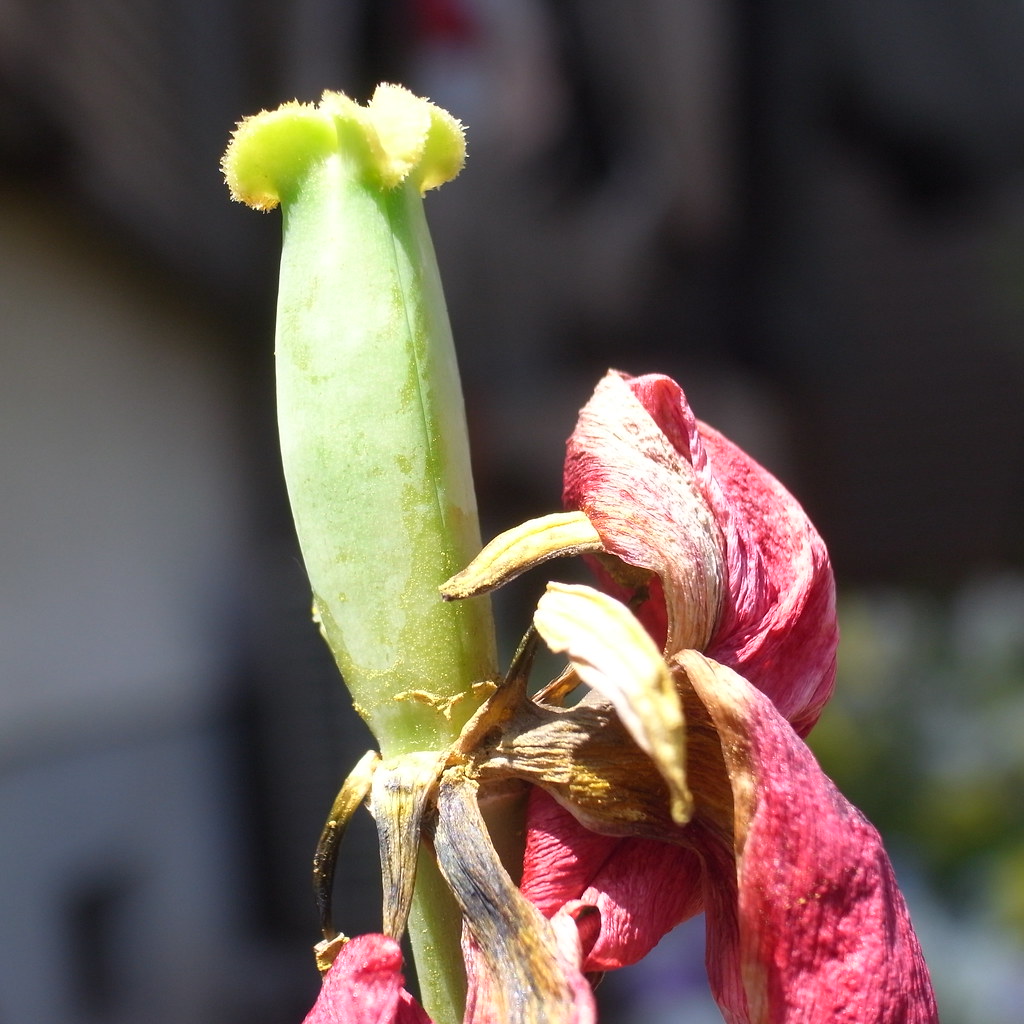 Dead Tulip Dead Tulip R!E Flickr