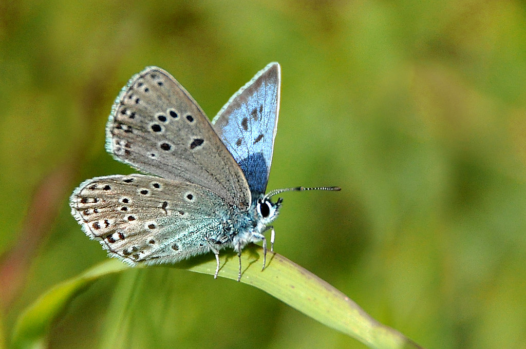 Large Blue butterfly (Maculinea arion), Cotswolds. Flickr