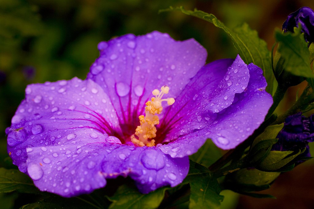 Purple Hibiscus Purple Hibiscus Flickr