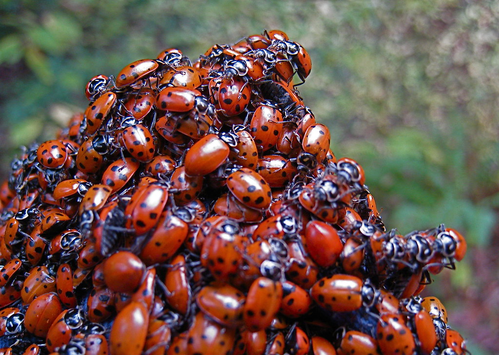 Love Bugs Anyone know why they chill out in big piles? Thi… Flickr