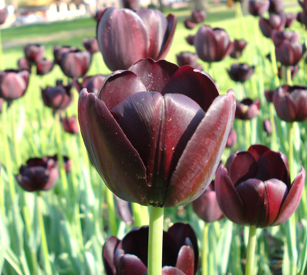 rare tulip at Holland Michigan USA There were many varieti… Flickr