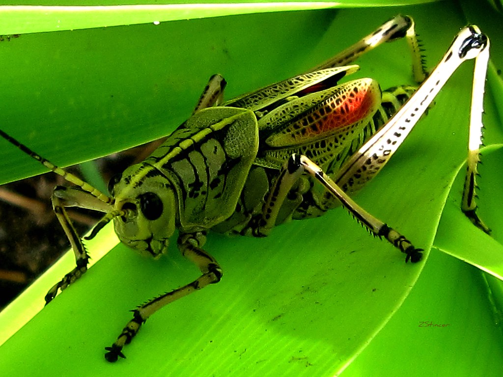 Green Cricket Insect This cricket was in my lilies, he was… Flickr