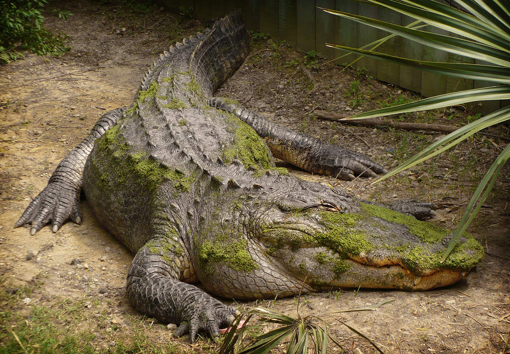 Fat alligator An alligator at the Birmingham Zoo in Birmin… Flickr