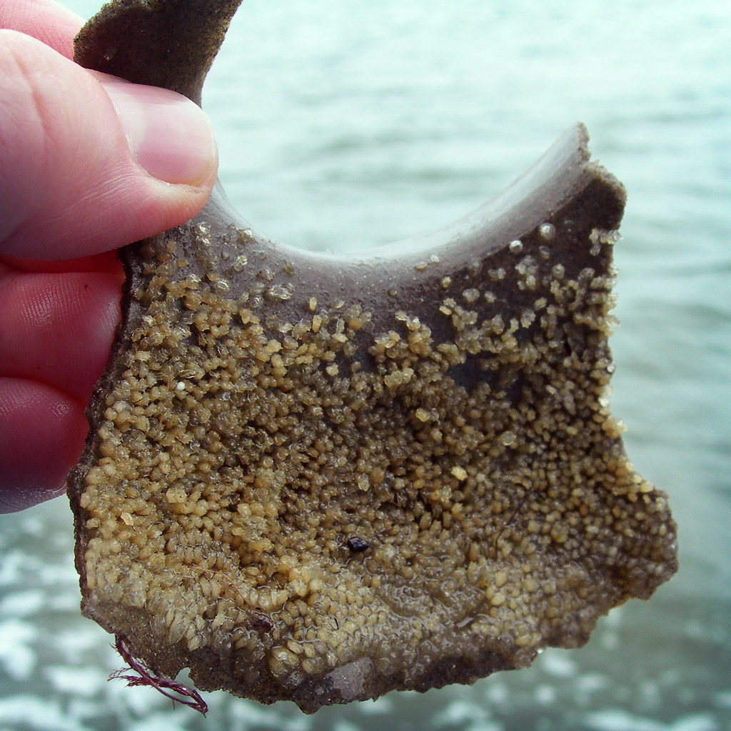 double trouble This Moon Snail (Euspira heros) egg case (s… Flickr
