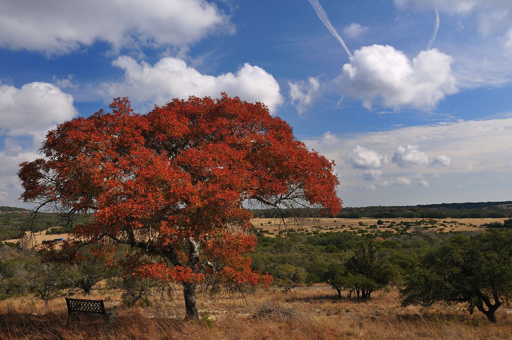 Texas Spanish Oak Herff Ranch, Boerne, TX. Thanksgiving we… Flickr