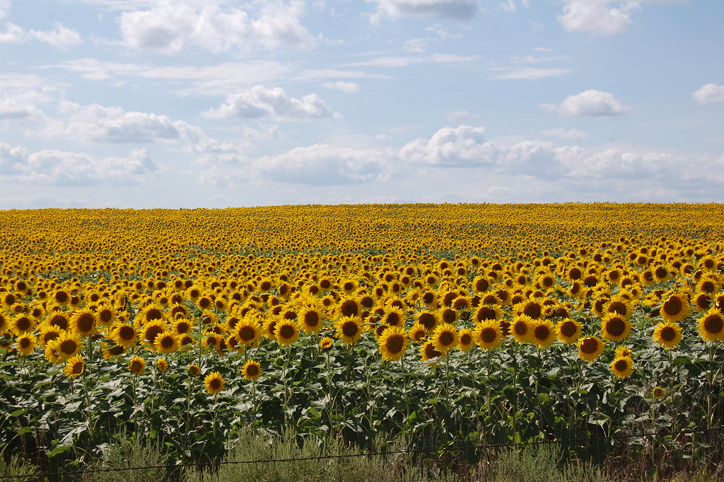 Nebraska sunflowers dfross Flickr