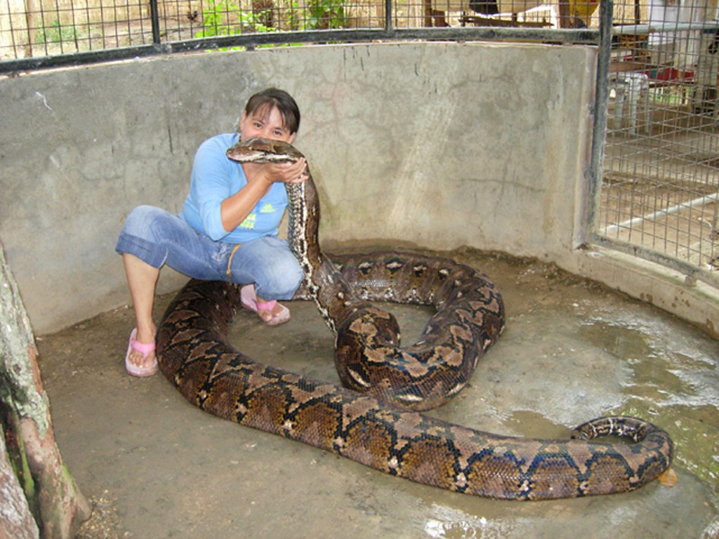 A big & long snake I will not dare touch this snake even