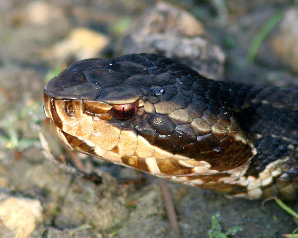 Cottonmouth Head20091025 Note the black mask and the verti… Flickr