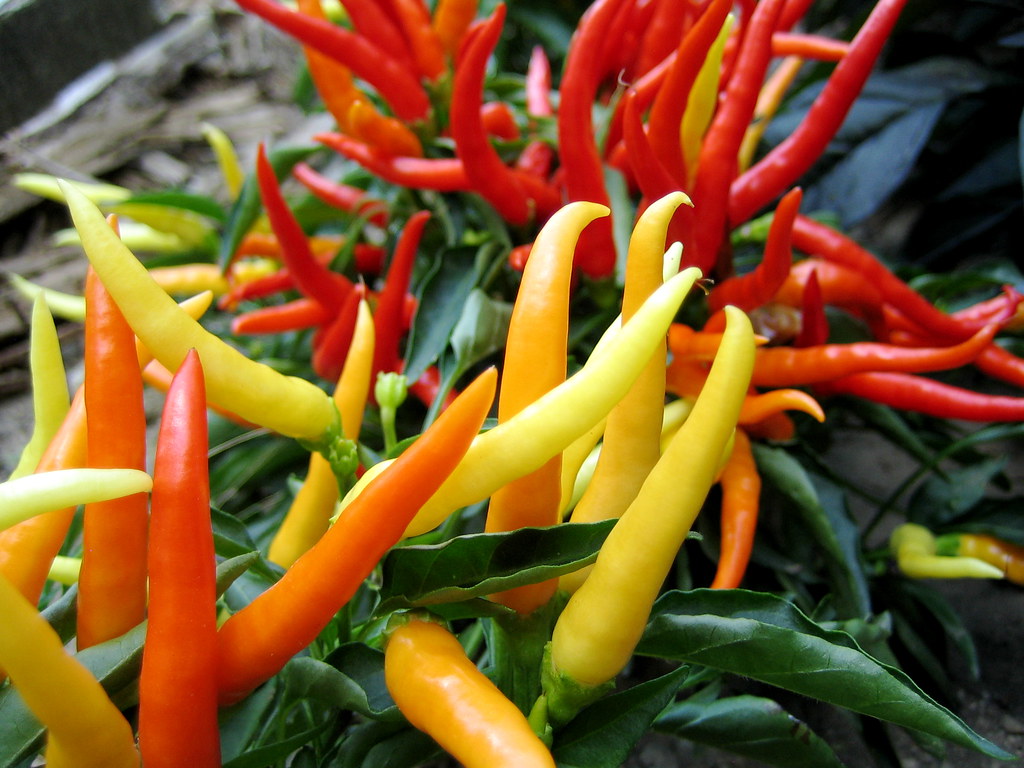 chili peppers These chili peppers are incorporated in the … Flickr