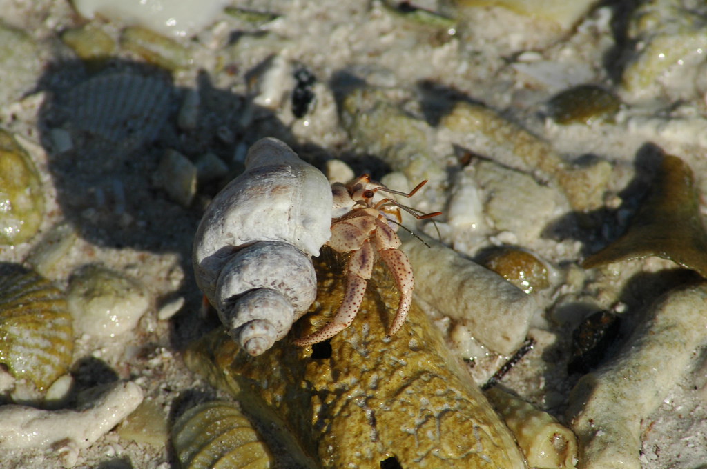 Hermit Crab, Florida Keys Hermit crab, cf. Caribbean Hermi… Flickr