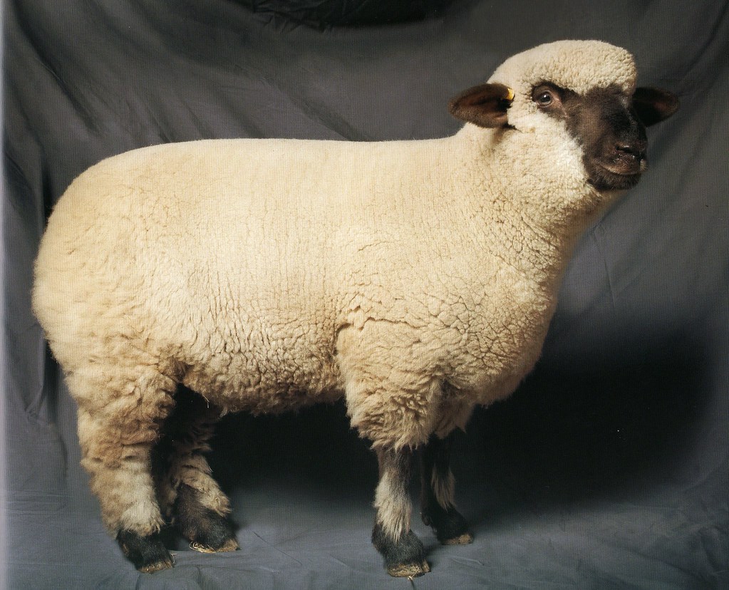 Dorset Down sheep From "Beautiful Sheep", another Sonya