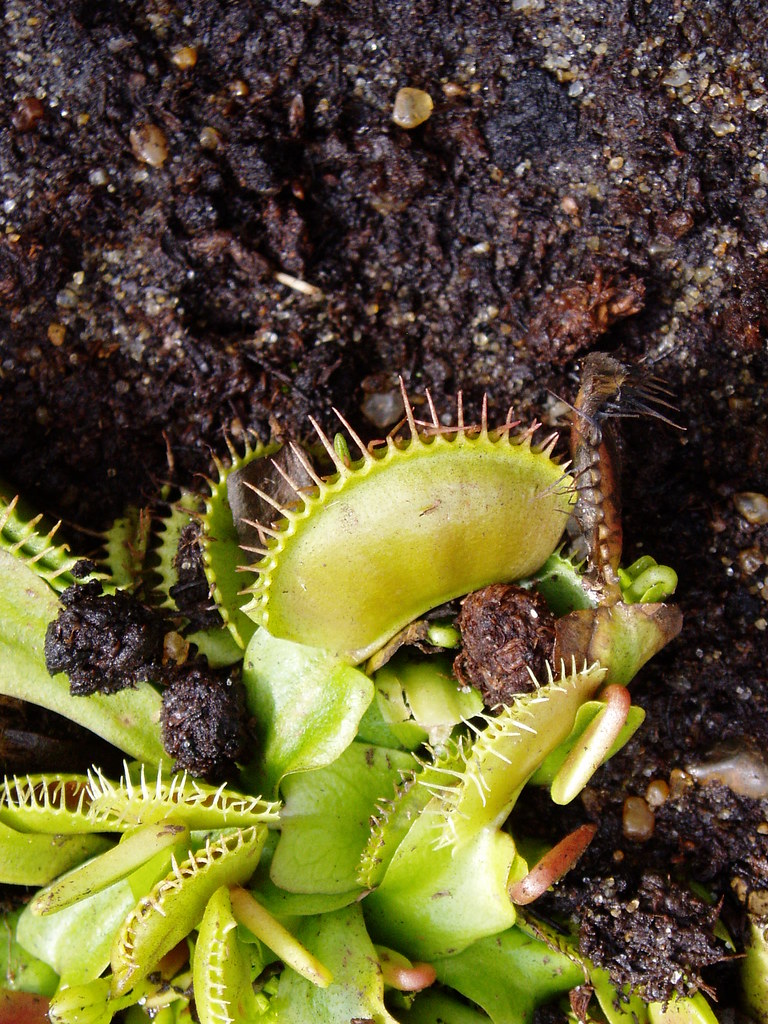 Venus fly trap Olympus digital camera Jun Flickr