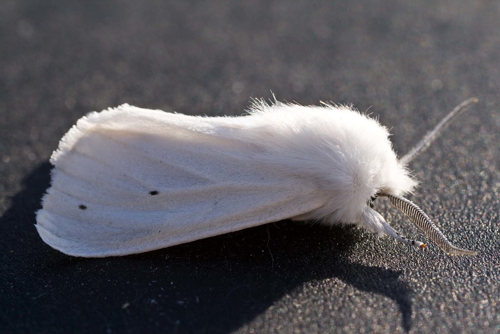 Snow Moth Rare and, unfortunately, out of season. holotech Flickr