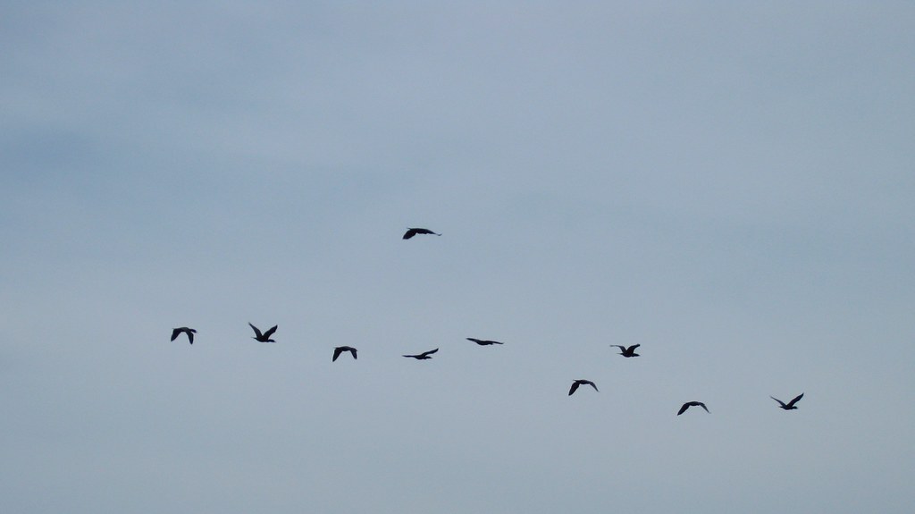 Birds flying away Birds flying away elPadawan Flickr