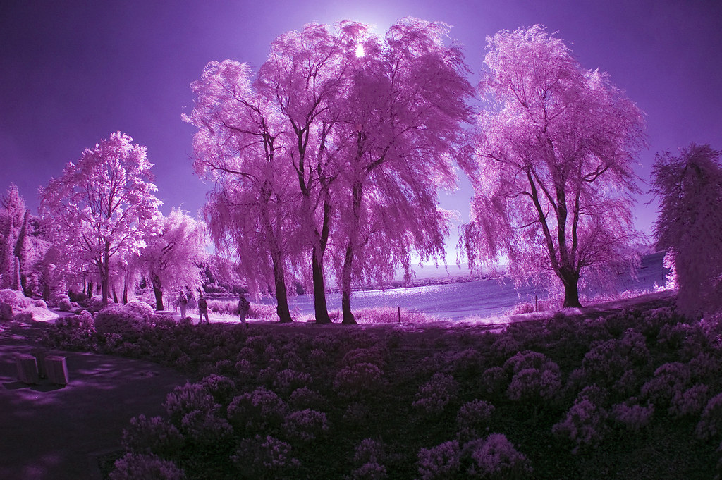Willow Trees in Purple on Banks of Kawaguchi Lake Copyrigh… Flickr
