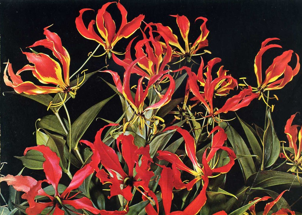 Rhodesia (now Zimbabwe) Flame lilies The national flower