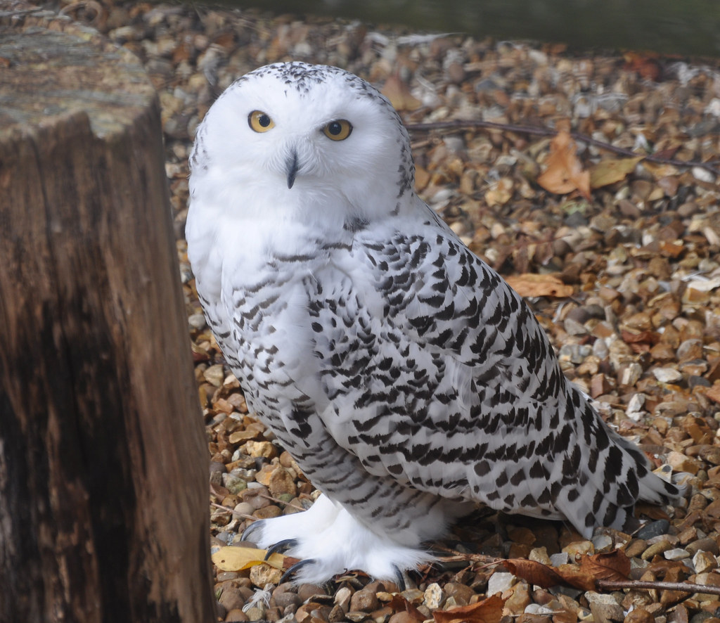 Snowy Owl A snowy owl at Shepreth Wildlife Park Neil McIntosh Flickr