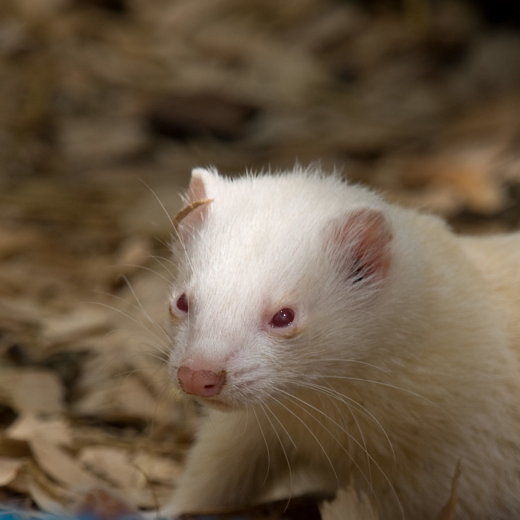 Albino Ferret Simon Greig Flickr