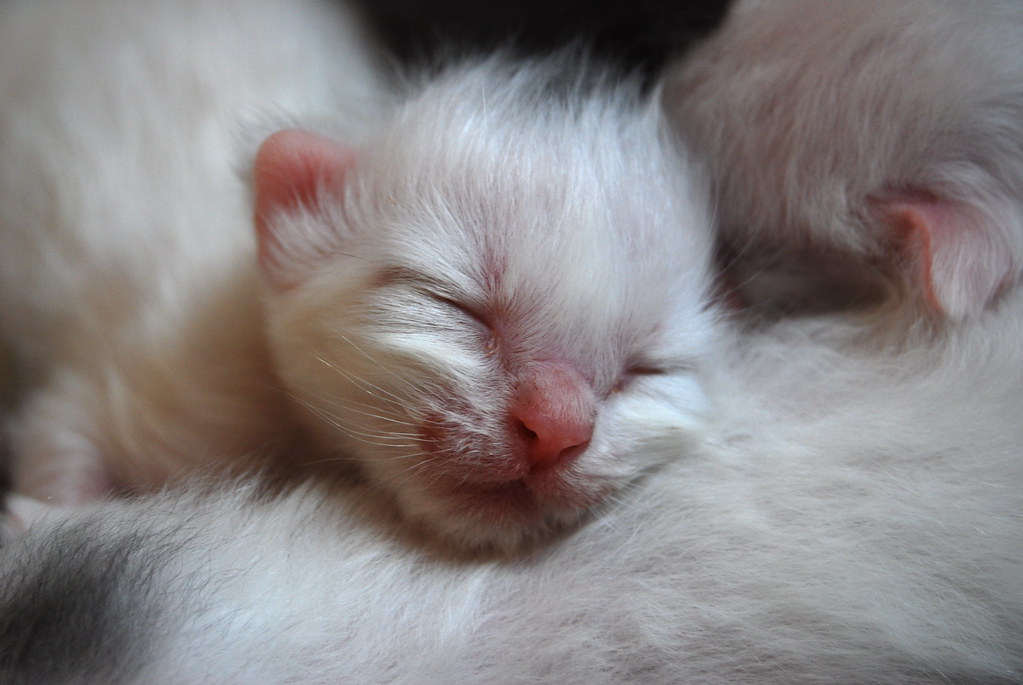 Newborn White Kitten Newborn white kitten "Milkshake". His… Flickr