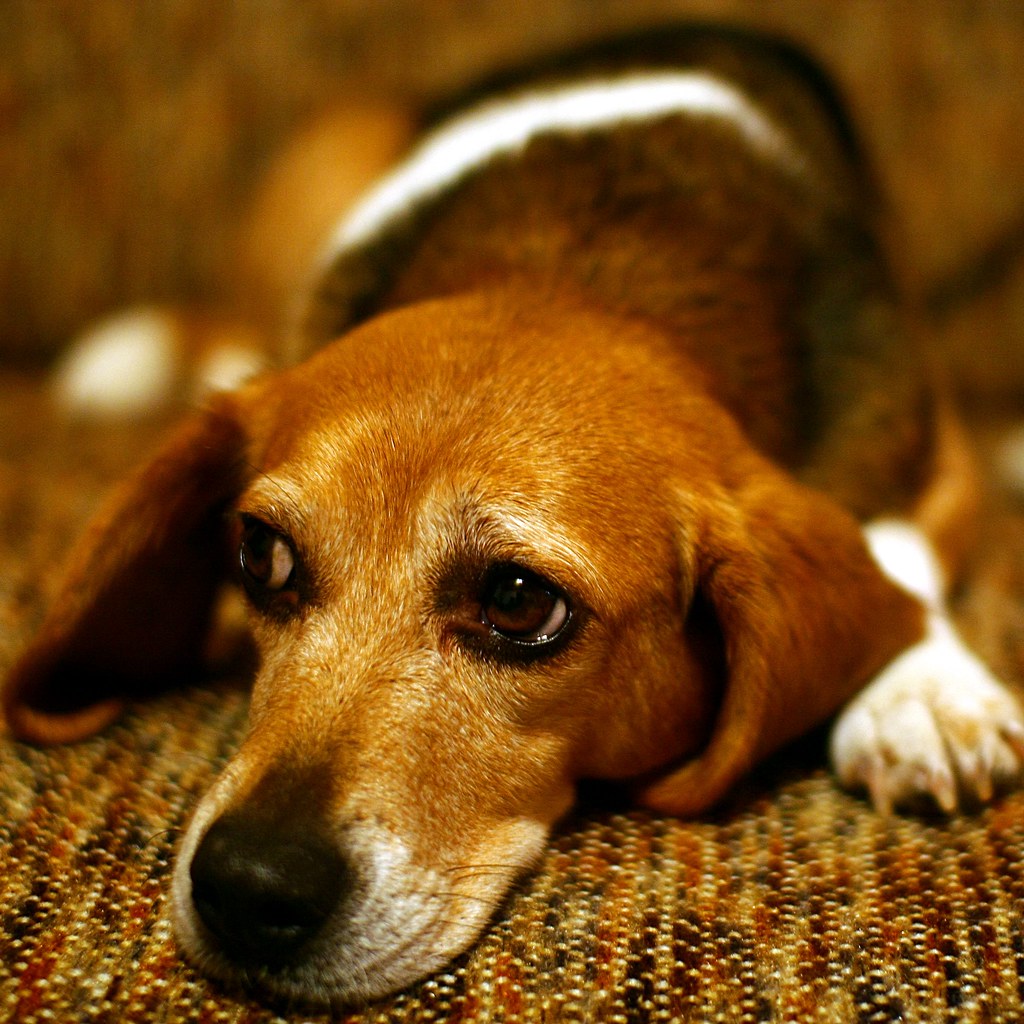 Sad Puppy Dog Eyes on a Furry Friday. TGIFF everyone Martin Cathrae