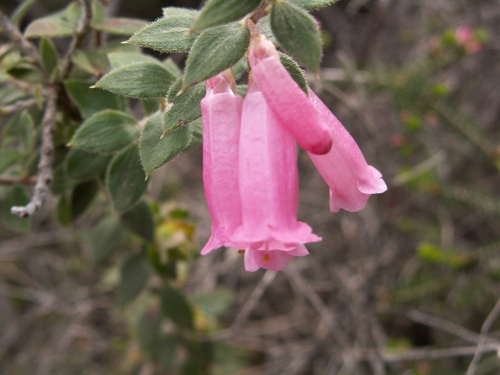 Victoria's floral emblem Epacris impressa Tony Marsh Flickr