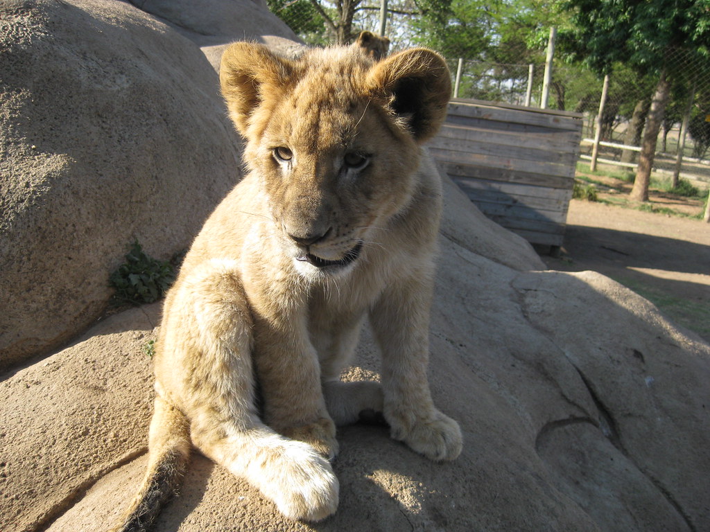 Lion Cub Ready to pounce. I was in Lanseria visiting custo… Flickr