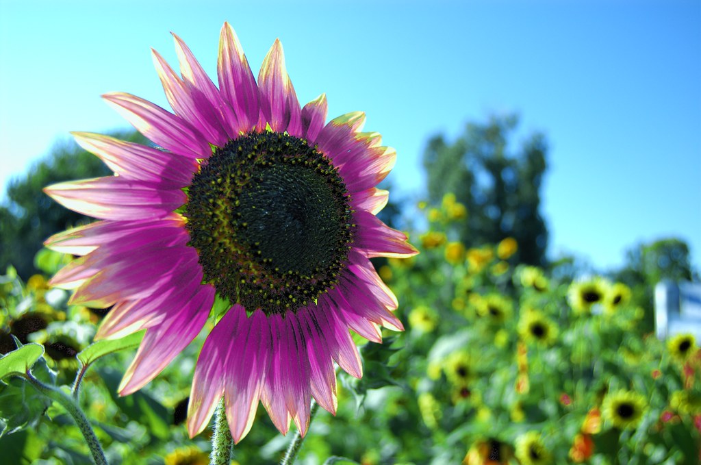 Pink Sunflower Milan K Flickr