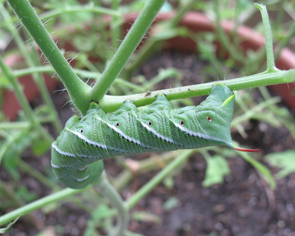 Look what ate my tomato plants... This caterpillar is abou… Flickr