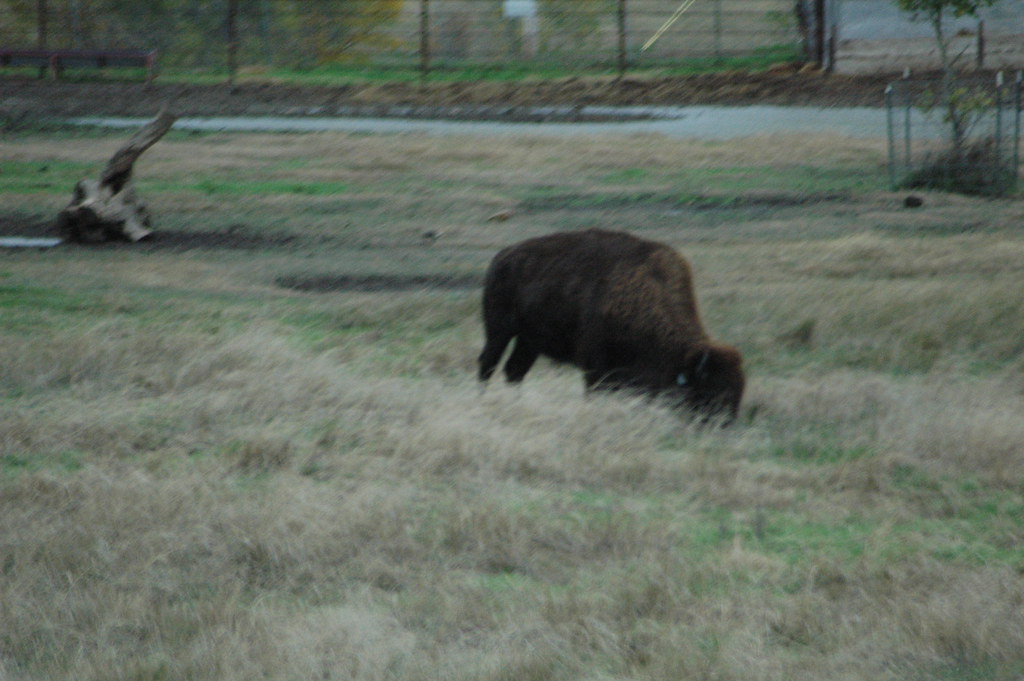 Hays Kansas town buffalo herd Hays Kansas town buffalo her… Flickr