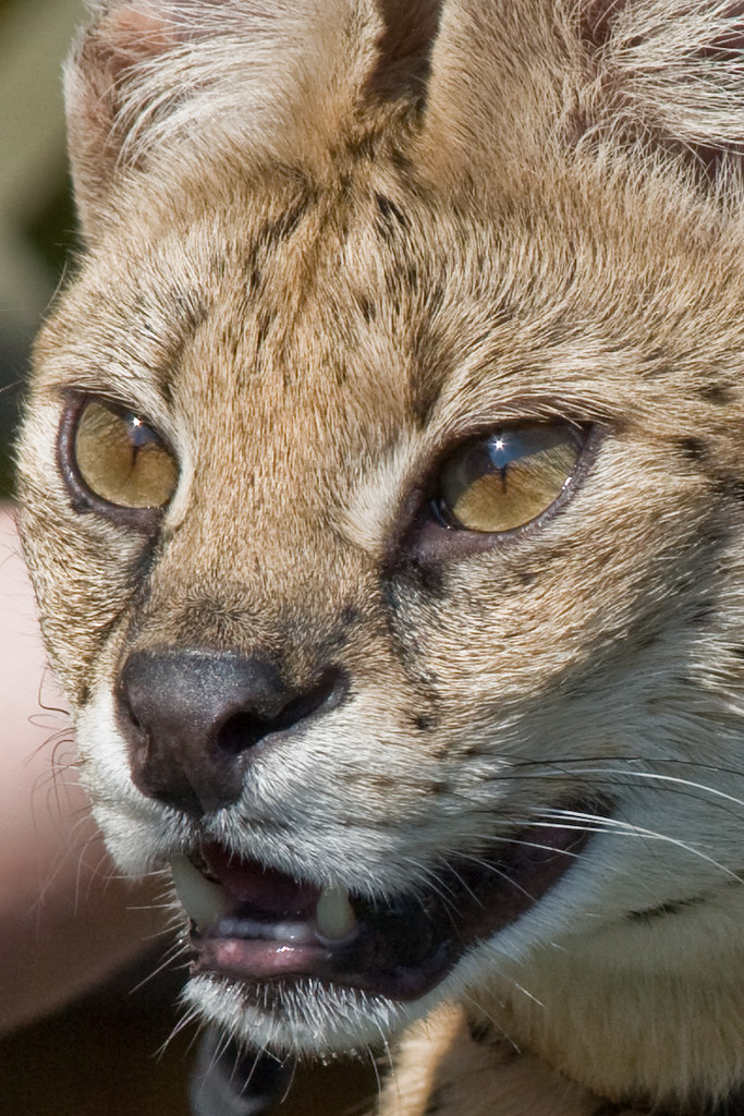 Serval Closeup This Serval was on a leesh! The Maryland Z… Flickr