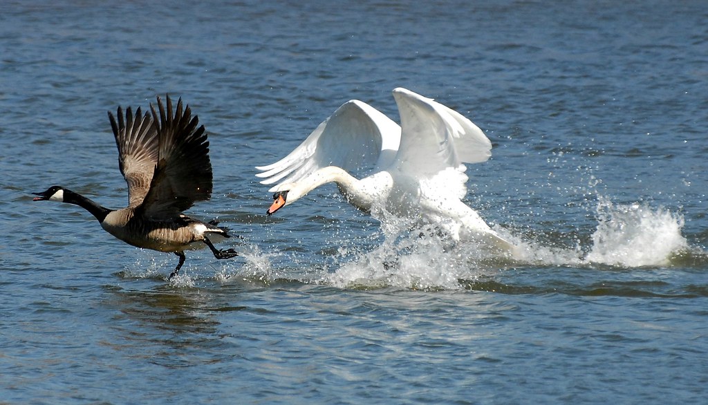 MUTE SWAN VS CANADA GOOSE NATCO LAKE UNION BEACH N.J. Flickr