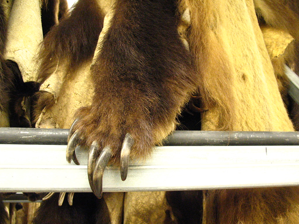 Grizzly Bear Paw Grizzly bear pelts stored at UC Berkeley'… Flickr