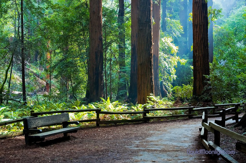 My Quiet Place Muir Woods National Monument California Flickr